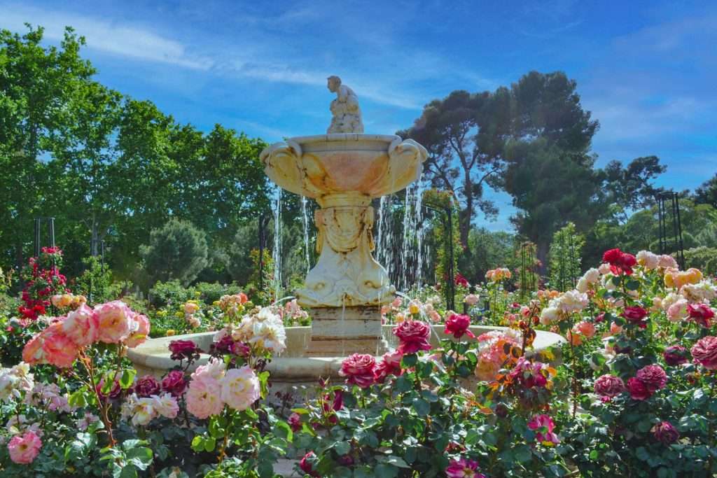 cosa fare e vedere a Madrid: Parco del Retiro, rose