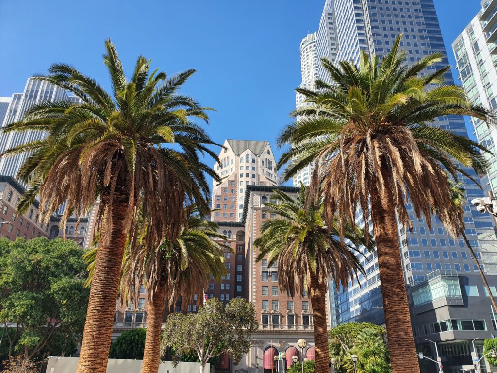 Grattacieli moderni di Downtown Los Angeles visti dal basso attraverso le fronde di alte palme californiane.